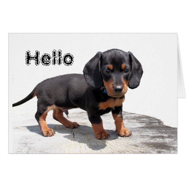 Miniatur-Dackel (Vorderseite (Horizontal))