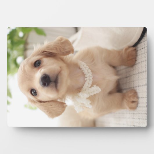 Miniatur-Dackel Fotoplatte (Vorderseite)