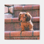 Miniatur-Dackel Magnet (Vorne)