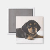Miniatur-Dackel Magnet (Vorderseite/Rückseite)