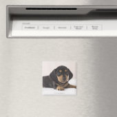 Miniatur-Dackel Magnet (In Situ (Geschirrspüler))