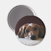 Miniatur-Dackel Magnet (Vorderseite/Rückseite)
