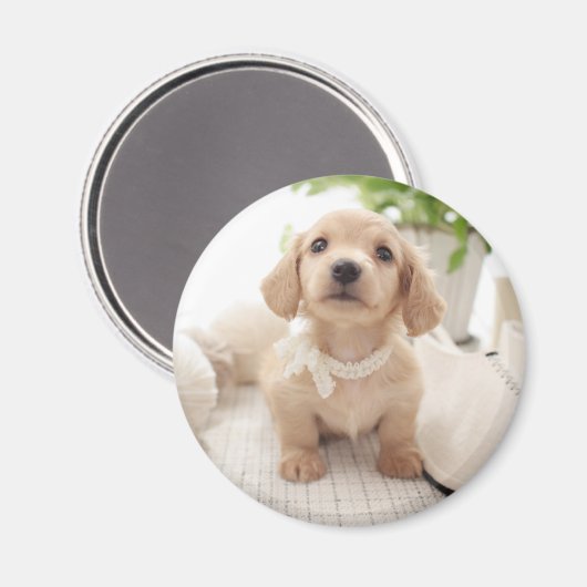 Miniatur-Dackel Magnet (Vorderseite/Rückseite)
