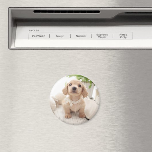 Miniatur-Dackel Magnet (In Situ (Geschirrspüler))