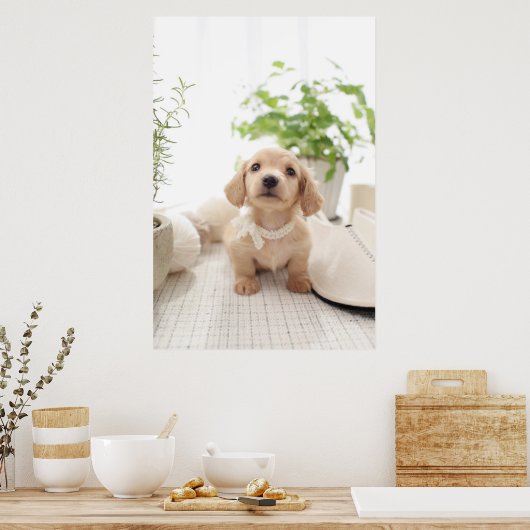 Miniatur-Dackel Poster (Küche)