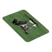 Miniatur Foal Running Magnet (Rechte Seite)
