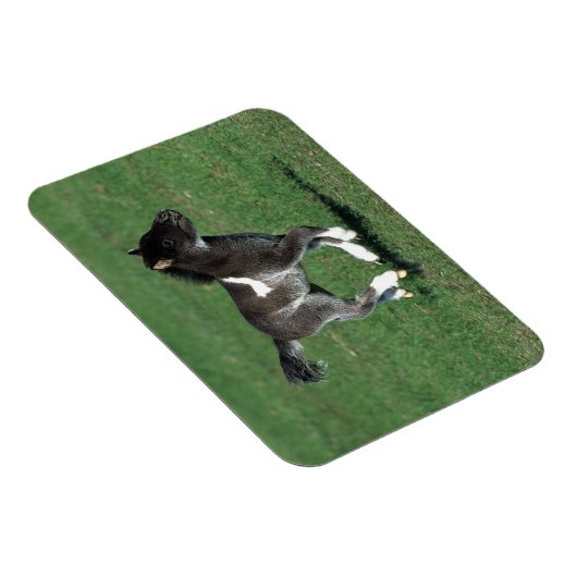 Miniatur Foal Running Magnet (Rechte Seite)