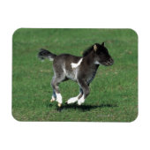 Miniatur Foal Running Magnet (Horizontal)