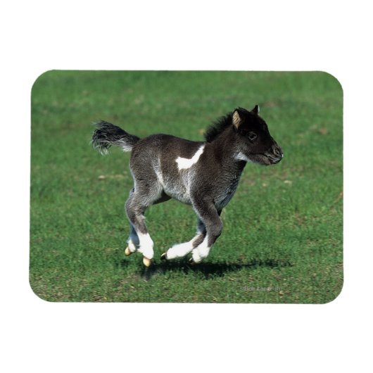 Miniatur Foal Running Magnet (Horizontal)