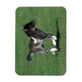 Miniatur Foal Running Magnet (Vertikal)