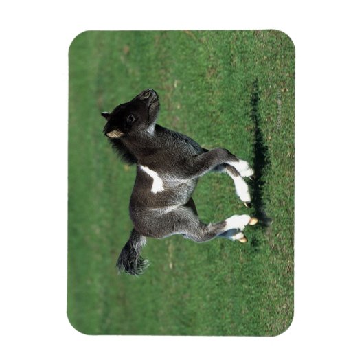 Miniatur Foal Running Magnet (Vertikal)