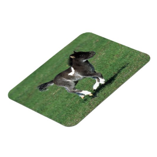 Miniatur Foal Running Magnet (Linke Seite)