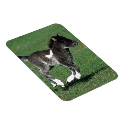 Miniatur Foal Running Magnet (Rechte Seite)