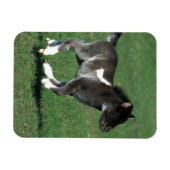Miniatur Foal Running Magnet (Horizontal)