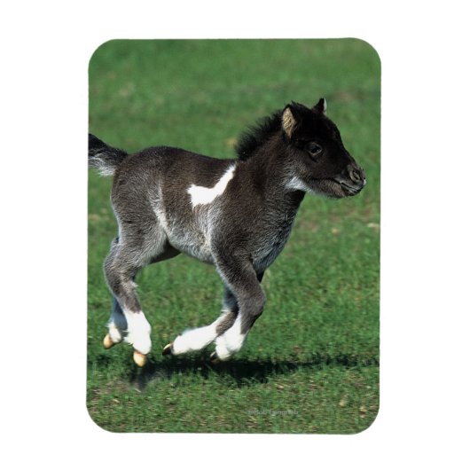 Miniatur Foal Running Magnet (Vertikal)