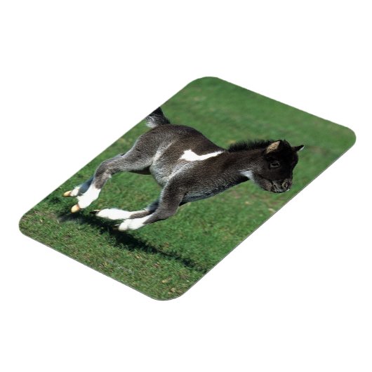 Miniatur Foal Running Magnet (Linke Seite)