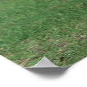 Miniatur Foal Running Poster (Ecke)