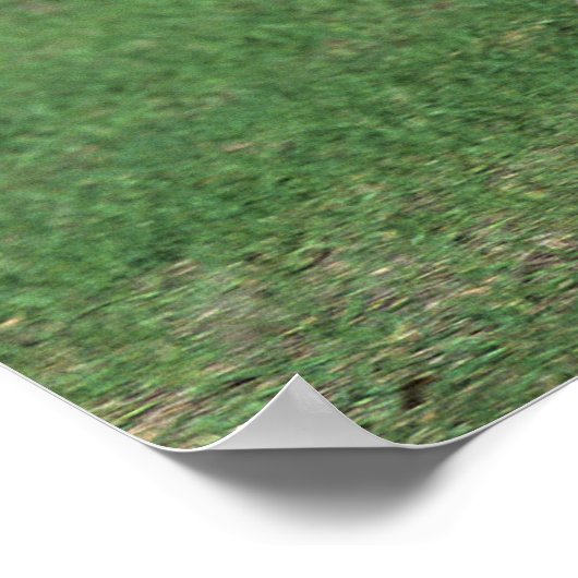 Miniatur Foal Running Poster (Ecke)