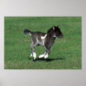 Miniatur Foal Running Poster (Vorne)