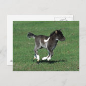 Miniatur Foal Running Postkarte (Vorne/Hinten)