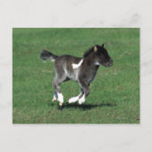 Miniatur Foal Running Postkarte (Vorderseite)