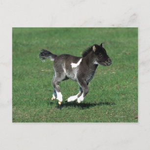 Miniatur Foal Running Postkarte