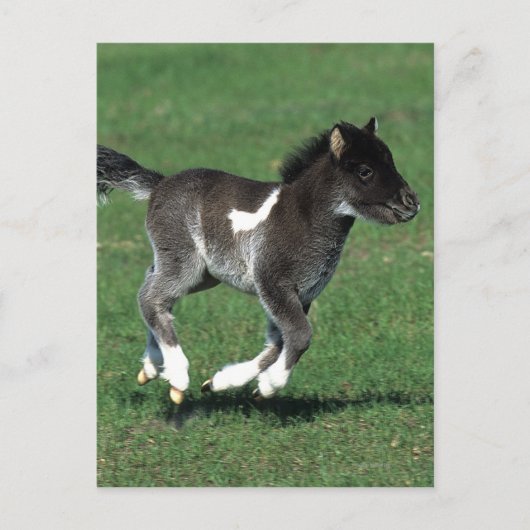 Miniatur Foal Running Postkarte (Vorderseite)