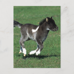 Miniatur Foal Running Postkarte