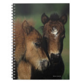 Miniatur-Fohlen 2 Notizblock (Vorderseite)