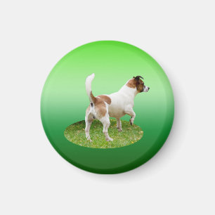 Miniatur Fox Terrier Alert, Kühlschrankmagnet