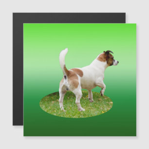 Miniatur Fox Terrier Alert, Magnetkarte