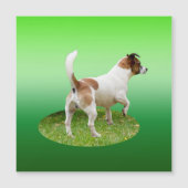 Miniatur Fox Terrier Alert, Magnetkarte (Vorderseite)