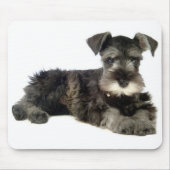 Miniatur-Grauschnauzer-Welpen-Hundepolster Mousepad (Vorne)