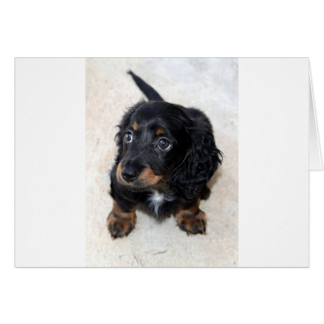 Miniatur Long Haired Dashund (Vorderseite (Horizontal))