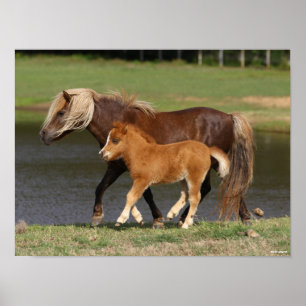 Miniatur Mare and Foal Walking am See Poster