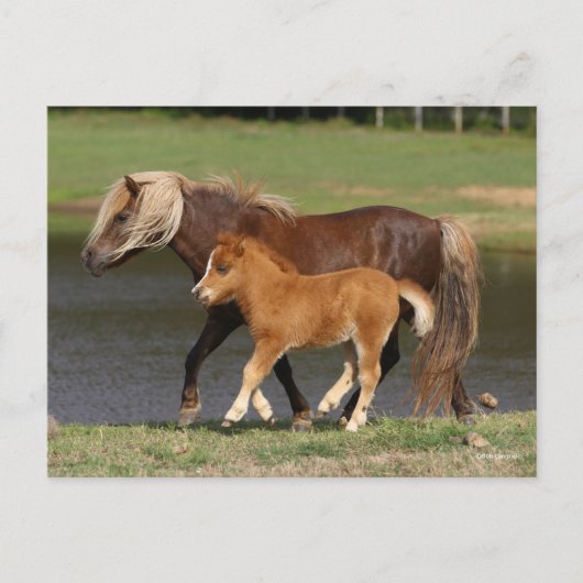 Miniatur Mare and Foal Walking am See Postkarte (Vorderseite)