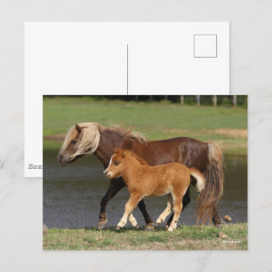 Miniatur Mare and Foal Walking am See Postkarte
