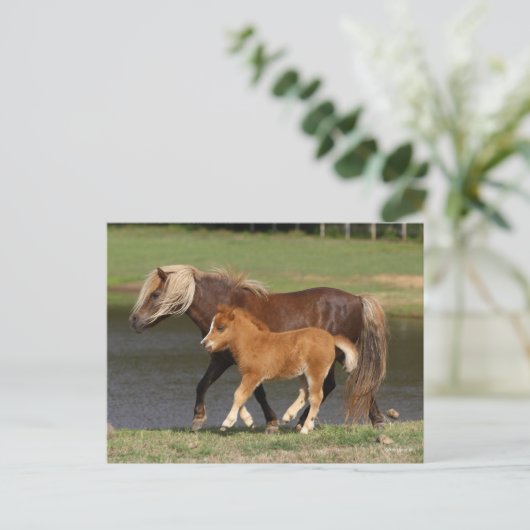 Miniatur Mare and Foal Walking am See Postkarte (Stehend Vorderseite)