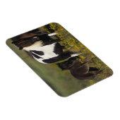 Miniatur Mare & Foal in den Blume Magnet (Rechte Seite)