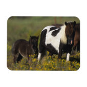 Miniatur Mare & Foal in den Blume Magnet (Horizontal)