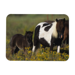 Miniatur Mare & Foal in den Blume Magnet