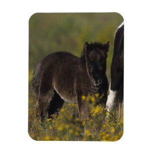 Miniatur Mare & Foal in den Blume Magnet