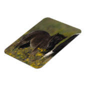 Miniatur Mare & Foal in den Blume Magnet (Linke Seite)