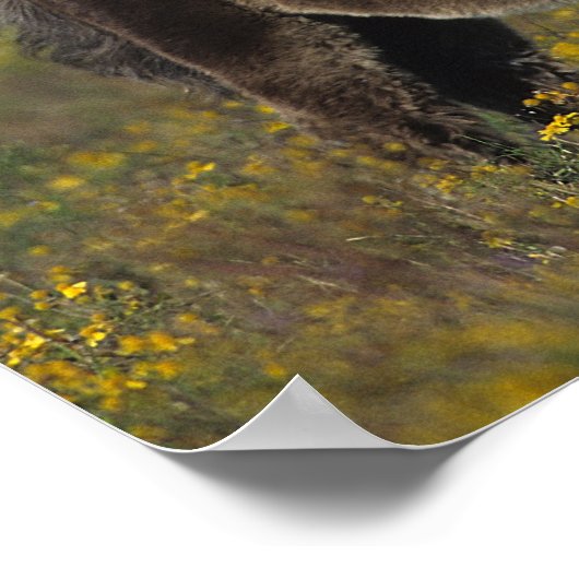 Miniatur Mare & Foal in den Blume Poster (Ecke)