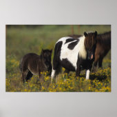 Miniatur Mare & Foal in den Blume Poster (Vorne)
