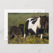 Miniatur Mare & Foal in den Blume Postkarte (Vorne/Hinten)