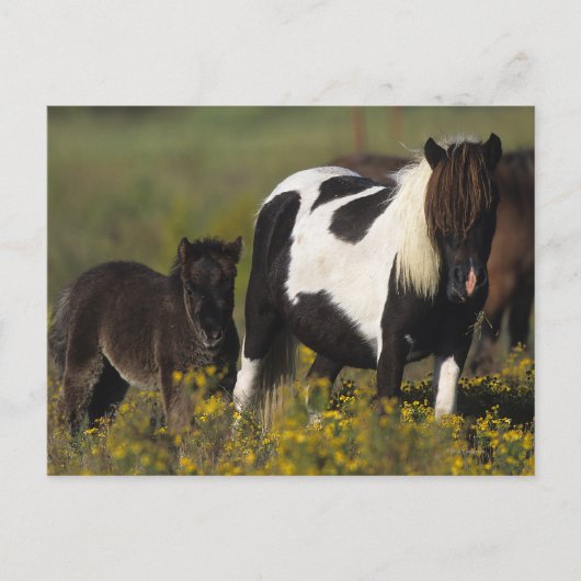 Miniatur Mare & Foal in den Blume Postkarte (Vorderseite)