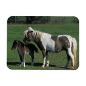 Miniatur-Mare & Foal-Stehend Magnet (Horizontal)