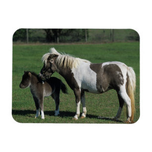Miniatur-Mare & Foal-Stehend Magnet