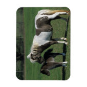 Miniatur-Mare & Foal-Stehend Magnet (Vertikal)